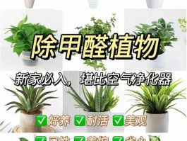 除甲醛的植物排名第一是-除甲醛的植物排名第一是哪一种